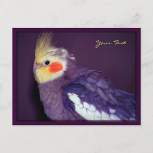 Cartes postales Tiel