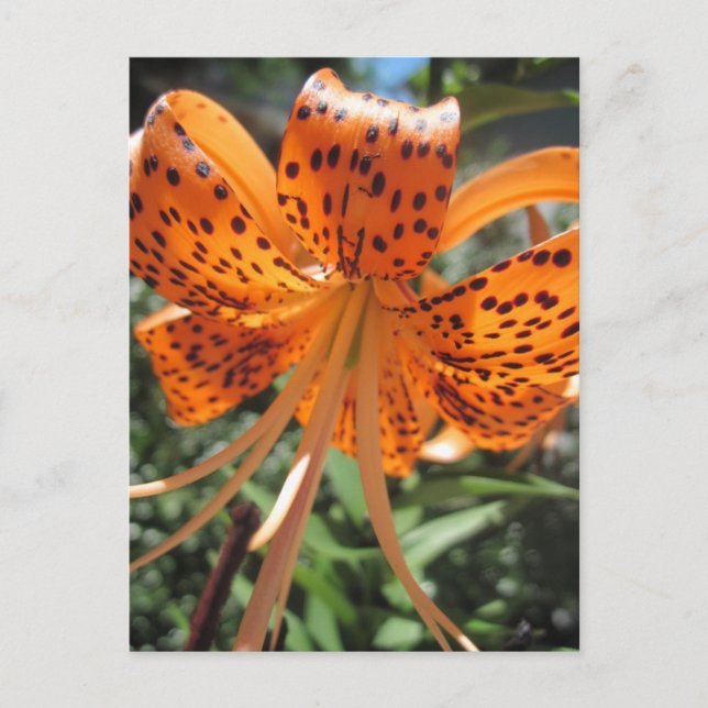 Cartes postales Tiger Lily (Devant)