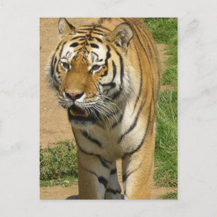 Cartes postales Tiger Prowl