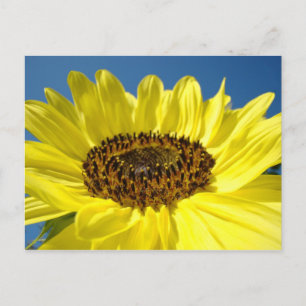 Cartes postales Tournesol jaune vif Ciel bleu