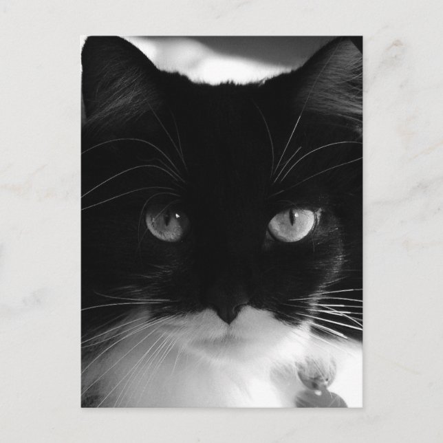 CARTES POSTALES TUXEDO CAT (Devant)