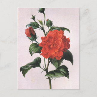 Cartes postales vintage Red Rose