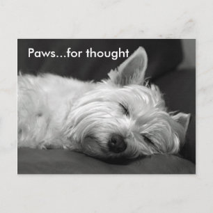 Cartes postales Westie mignonnes