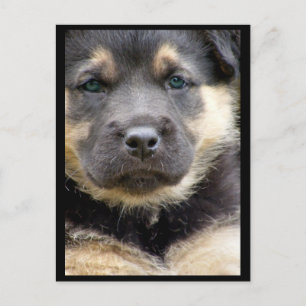 Cartes postales Wise Eyes