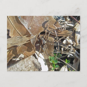 Cartes postales Wolf Spider (Gladicosa gulosa)
