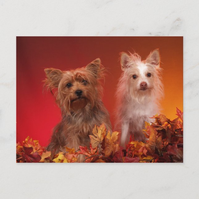 Cartes postales Yorkie et ses amis (Devant)