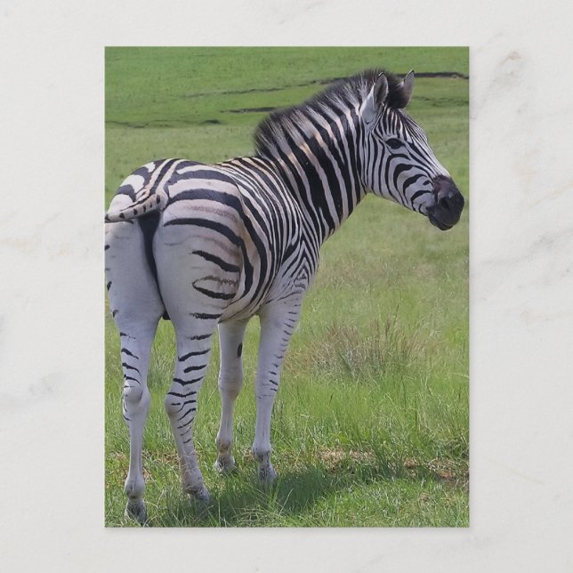 Cartes postales Zebra Attitude (Devant)