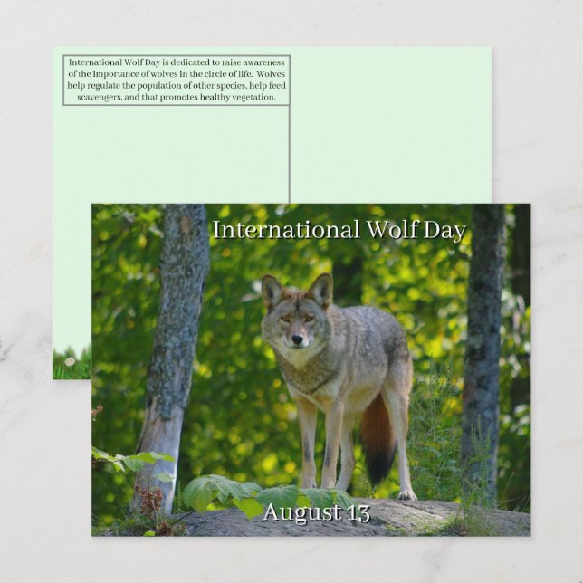Cartes Pour Fêtes Annuelles 13 août - Journée internationale du loup (Devant / Derrière)