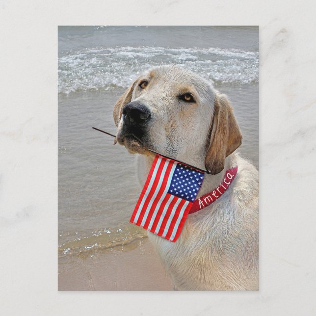 Cartes Pour Fêtes Annuelles 4 juillet Labrador Retriever avec drapeau (Devant)