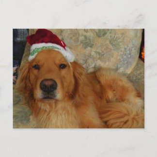 Cartes Pour Fêtes Annuelles A Golden Retriever at Christmas with Santa Hat