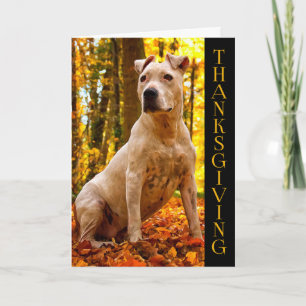 Cartes Pour Fêtes Annuelles A-PAL - Thanksgiving américain du chien   de