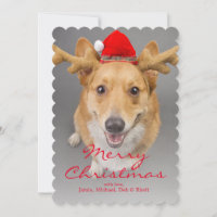 A Red and white Pembroke Welsh Corgi dog
