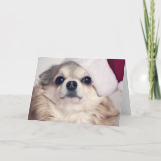 Cartes Pour Fêtes Annuelles Acclamation de chienchien de Noël
