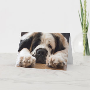 Cartes Pour Fêtes Annuelles Accueil photographique pour chien Saint Bernard