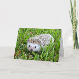 Cartes Pour Fêtes Annuelles Adorable Hedgehog Blank Card