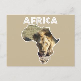 Cartes Pour Fêtes Annuelles Afrique Faune Continent Lion Stare