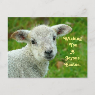 Cartes Pour Fêtes Annuelles Agneau doux