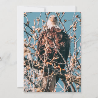 Cartes Pour Fêtes Annuelles Aigle à tête blanche américaine