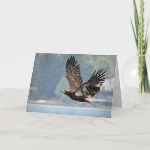 Cartes Pour Fêtes Annuelles Aigle à tête jaune au-dessus du lac Washington Bla