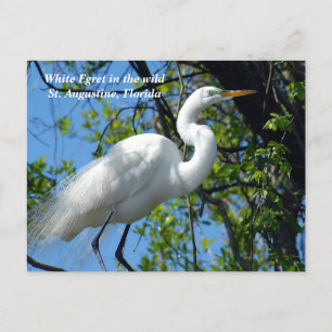 Cartes Pour Fêtes Annuelles Aiguille blanche dans la nature