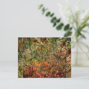Cartes Pour Fêtes Annuelles Aiguilles de pin d'automne