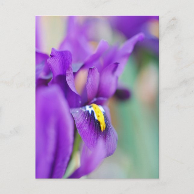 Cartes Pour Fêtes Annuelles Aimant à fleur Iris (Devant)