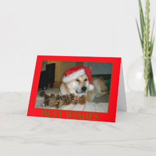 Cartes Pour Fêtes Annuelles Akita mignon dans le casquette rouge de père Noël