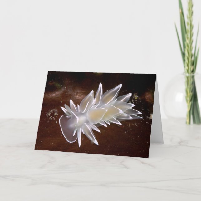 Cartes Pour Fêtes Annuelles Alabaster Nudibranch (Devant)