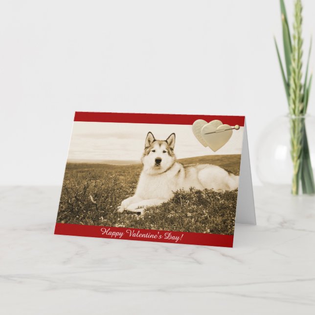 Cartes Pour Fêtes Annuelles Alaskan Malamute Happy Valentine (Devant)