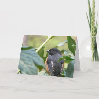 Cartes Pour Fêtes Annuelles Alert Eastern Towhee
