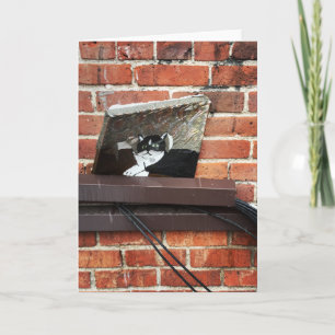 Cartes Pour Fêtes Annuelles alley cat art