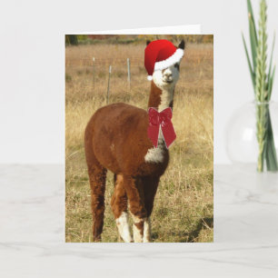 Cartes Pour Fêtes Annuelles Alpaca Père Noël