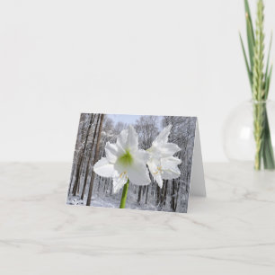 Cartes Pour Fêtes Annuelles Amaryllis blanc et neige I