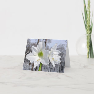 Cartes Pour Fêtes Annuelles Amaryllis blanc et neige II