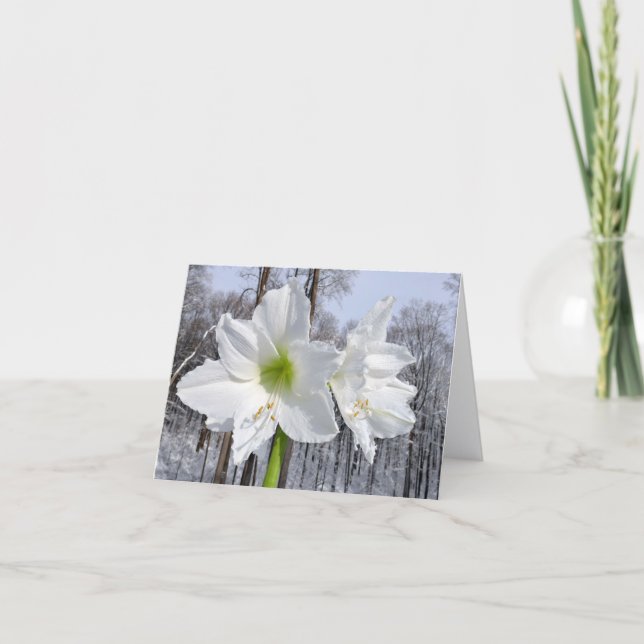 Cartes Pour Fêtes Annuelles Amaryllis blanc et neige II (Devant)