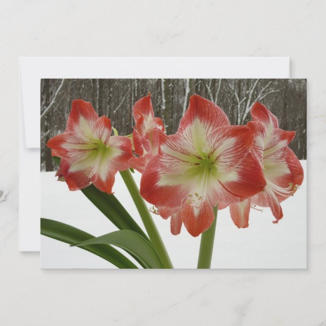 Cartes Pour Fêtes Annuelles Amaryllis dans la neige Fleurs rouges de vacances  (Devant)