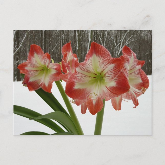 Cartes Pour Fêtes Annuelles Amaryllis en Fête Rouge Neige Hiver Floral (Devant)