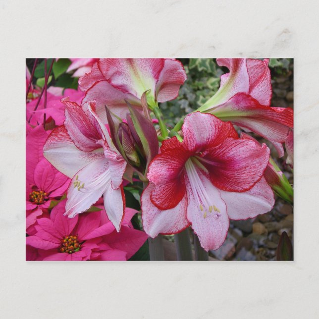 Cartes Pour Fêtes Annuelles Amaryllis et Poinsettia Fleurs de Fêtes Rouges (Devant)