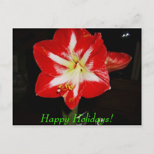Cartes Pour Fêtes Annuelles amaryllis, Happy Holidays !