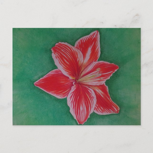 Cartes Pour Fêtes Annuelles Amaryllis rouge (Devant)