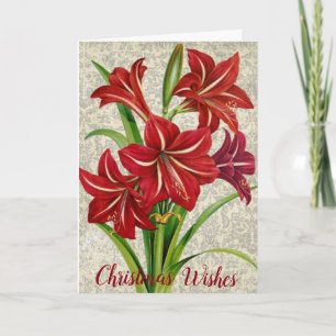 Cartes Pour Fêtes Annuelles Amaryllis, voeux de Noël.