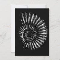 Ammonite blanche sur noir
