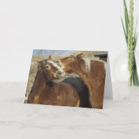 Amour de cheval