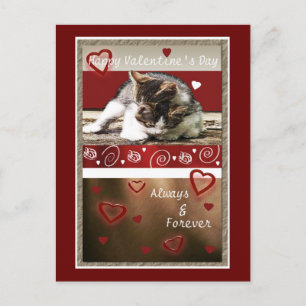 Cartes Pour Fêtes Annuelles Amour Valentine de chaton