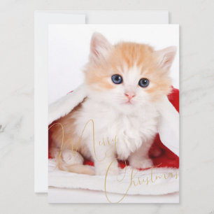 Cartes Pour Fêtes Annuelles Amoureux de Animaux Tendances Joyeux Noël