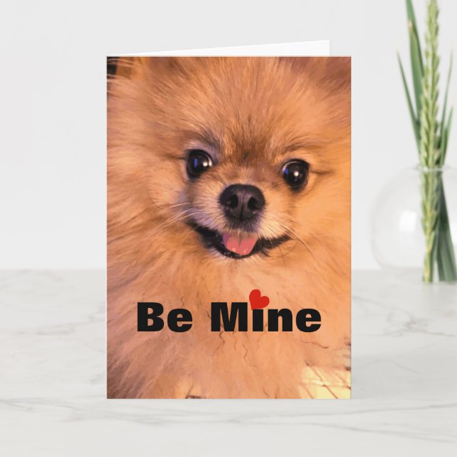 Cartes Pour Fêtes Annuelles Amoureux mignon adorable Valentine de Pomeranian (Devant)