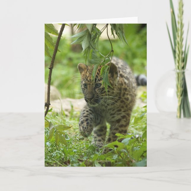 Cartes Pour Fêtes Annuelles Amur Leopard (Devant)
