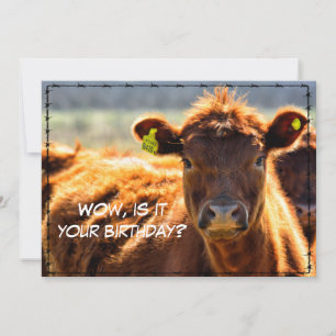 Cartes Pour Fêtes Annuelles Amusant Joyeux Anniversaire Pays Contes Courrier D