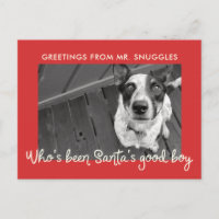 Amusante vacances de chien de compagnie | Salutati