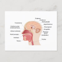 Anatomie du cerveau et du bruit humains